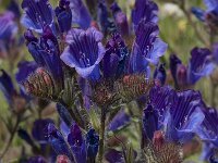 Echium creticum ssp coincyanum 8, Saxifraga-Willem van Kruijsbergen