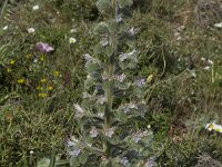 Echium italicum 11, Pyramide-slangenkruid,  Saxifraga-Willem van Kruijsbergen