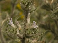 Echium italicum 13, Pyramide-slangenkruid,  Saxifraga-Willem van Kruijsbergen
