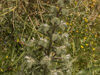 Echium italicum 14, Pyramide-slangenkruid,  Saxifraga-Willem van Kruijsbergen