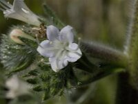 Echium italicum 16, Pyramide-slangenkruid,  Saxifraga-Willem van Kruijsbergen