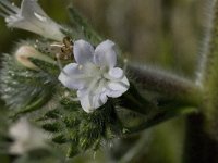 Echium italicum 16, Saxifraga-Willem van Kruijsbergen