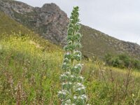 Echium italicum 17, Pyramide-slangenkruid,  Saxifraga-Jeroen Willemsen
