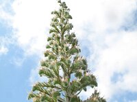 Echium italicum 18, Pyramide-slangenkruid,  Saxifraga-Rutger Barendse