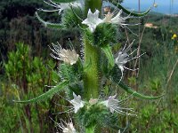 Echium italicum 23, Pyramide-slangenkruid,  Saxifraga-Ed Stikvoort