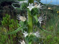 Echium italicum 23, Saxifraga-Ed Stikvoort