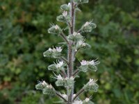 Echium italicum 26, Pyramide-slangenkruid,  Saxifraga-Dirk Hilbers
