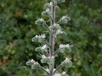 Echium italicum 26, Saxifraga-Dirk Hilbers
