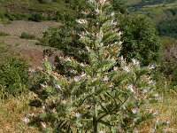 Echium italicum 30, Pyramide-slangenkruid,  Saxifraga-Ed Stikvoort