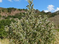 Echium italicum 31, Pyramide-slangenkruid,  Saxifraga-Ed Stikvoort