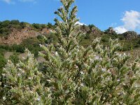 Echium italicum 32, Pyramide-slangenkruid,  Saxifraga-Ed Stikvoort
