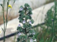 Echium italicum 34, Pyramide-slangenkruid,  Saxifraga-Jan van der Straaten