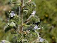 Echium italicum 6, Pyramide-slangenkruid,  Saxifraga-Jan van der Straaten