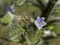 Echium italicum 7, Pyramide-slangenkruid,  Saxifraga-Jan van der Straaten