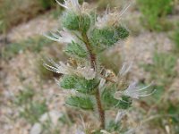 Echium italicum 8, Saxifraga-Jasenka Topic
