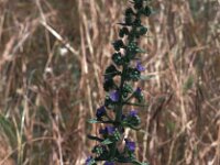 Echium lusitanicum ssp salmanticum 1, Saxifraga-Jan van der Straaten
