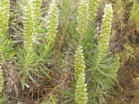 Echium onosmifolium 1, Saxifraga-Rutger Barendse
