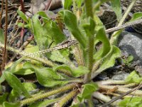 Echium plantagineum 14, Saxifraga-Rutger Barendse