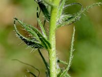 Echium sabulicola 4, Saxifraga-Sonja Bouwman