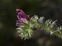 Echium sabulicola 5, Saxifraga-Willem van Kruijsbergen