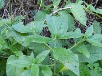 Echium strictum 2, Saxifraga-Rutger Barendse