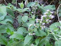 Echium strictum 3, Saxifraga-Rutger Barendse