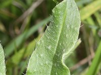 Echium vulgare 20, Slangenkruid, Saxifraga-Rutger Barendse