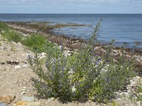 Viper's Bugloss or Blueweed  Echium vulgare; growing on beach : beach, beauty, Blueweed, Echium vulgare, flora, floral, growth, natural, natural beauty, pebble, pebbles, nature, plant, sea, seaside, summer, summertime, Viper's Bugloss