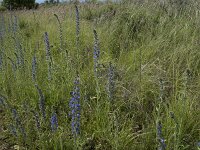 Echium vulgare 87, Slangenkruid, Saxifraga-Willem van Kruijsbergen