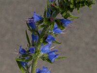 Echium vulgare 88, Slangenkruid, Saxifraga-Jan van der Straaten