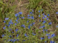Echium vulgare 90, Slangenkruid, Saxifraga-Jan van der Straaten