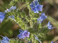 Echium vulgare 92, Slangenkruid, Saxifraga-Jan van der Straaten