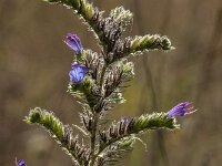 Echium vulgare 95, Slangenkruid, Saxifraga-Jan van der Straaten
