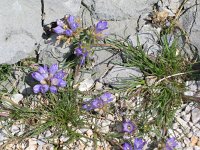 Edraianthus tenuifolius 7, Saxifraga-Jasenka Topic