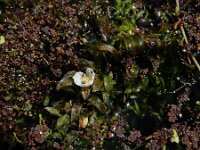 Egeria densa 2, Egeria, Saxifraga-Ed Stikvoort : Typha laxmannii Biervliet A900
