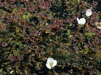 Egeria densa 6, Egeria, Saxifraga-Ed Stikvoort : Typha laxmannii Biervliet A900