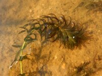 Egeria densa 8, Egeria, Saxifraga-Ed Stikvoort : Beuningerwaard en Ewijkplaat s9900