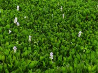 Eichhornia crassipes 1, Waterhyacint, Saxifraga-Mark Zekhuis