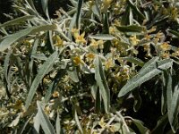 Elaeagnus angustifolia 10, Smalle olijfwilg,  Saxifraga-Ed Stikvoort