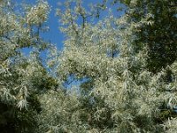 Elaeagnus angustifolia 11, Saxifraga-Ed Stikvoort