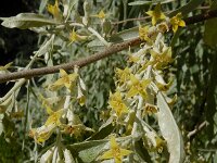 Elaeagnus angustifolia 12, Smalle olijfwilg,  Saxifraga-Ed Stikvoort