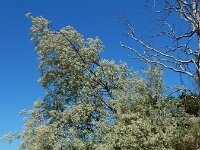 Elaeagnus angustifolia 13, Smalle olijfwilg,  Saxifraga-Ed Stikvoort