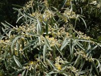 Elaeagnus angustifolia 14, Saxifraga-Ed Stikvoort
