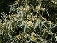 Elaeagnus angustifolia 14, Smalle olijfwilg,  Saxifraga-Ed Stikvoort