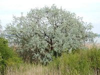 Elaeagnus angustifolia 15, Saxifraga-Ed Stikvoort