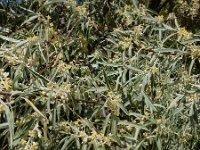Elaeagnus angustifolia 17, Saxifraga-Ed Stikvoort