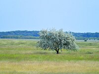 Elaeagnus angustifolia 17, Smalle olijfwilg, Saxifraga-Tom Heijnen