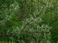 Elaeagnus angustifolia 2, Saxifraga-Dirk Hilbers
