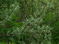 Elaeagnus angustifolia 2, Smalle olijfwilg,  Saxifraga-Dirk Hilbers