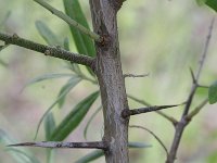 Elaeagnus angustifolia 3, Saxifraga-Rutger Barendse